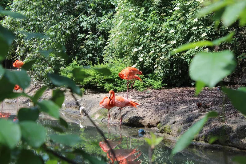 Flamingos in Pairi Daiza at the Familyday of Bekina